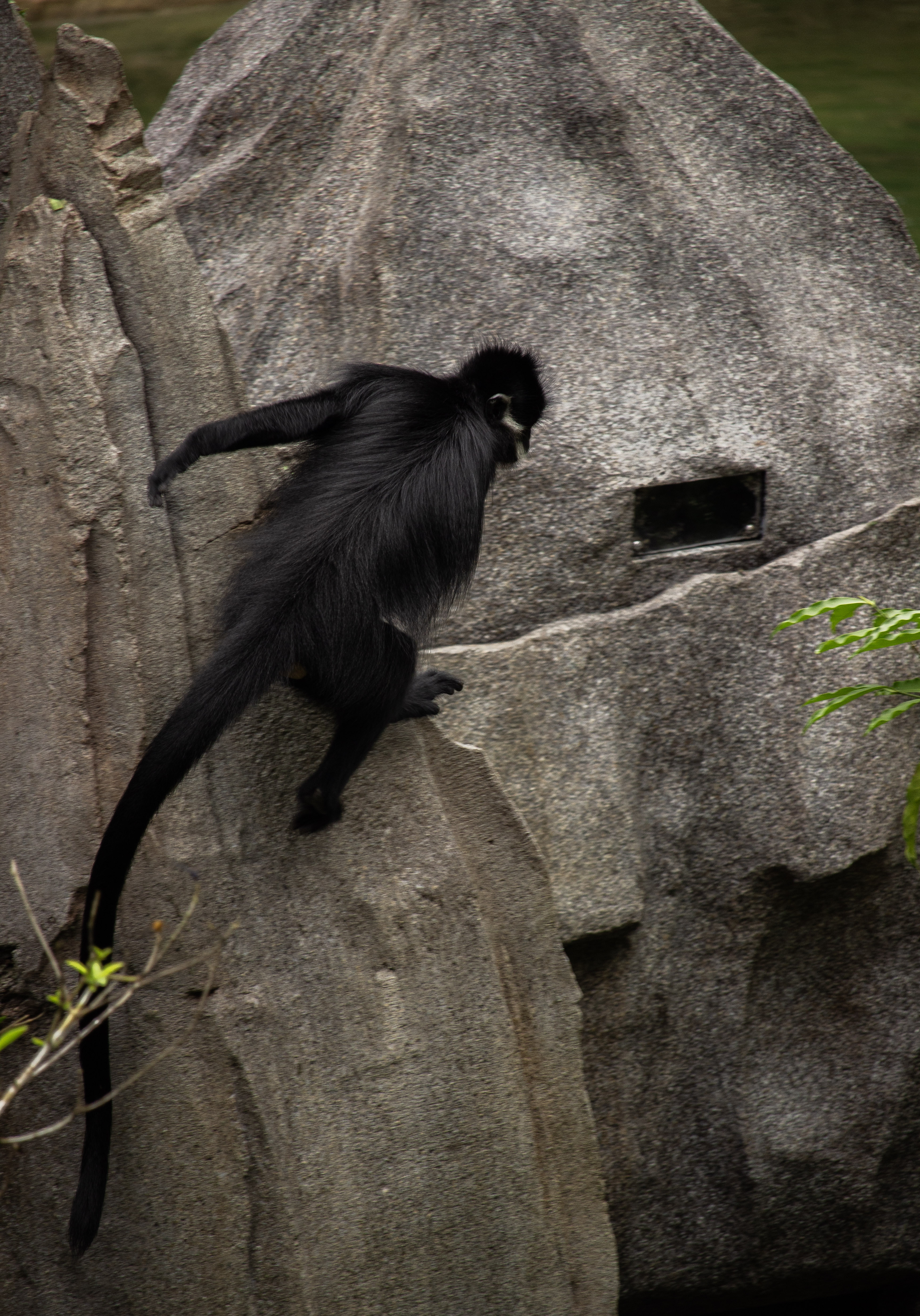 Singapore Mundai Zoo
